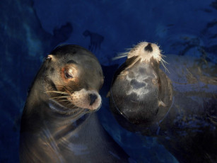 Картинка животные тюлени морские львы котики