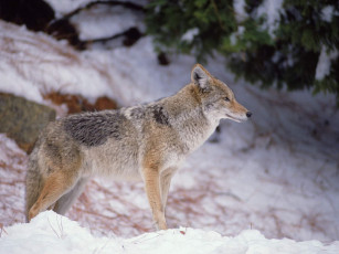 Картинка животные волки