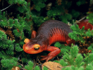 Картинка животные Ящерицы игуаны вараны