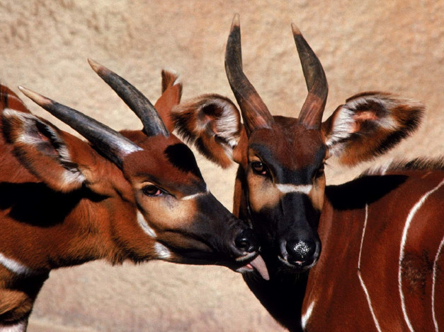 Обои картинки фото животные, антилопы