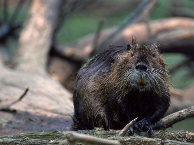 Обои картинки фото животные, бобры