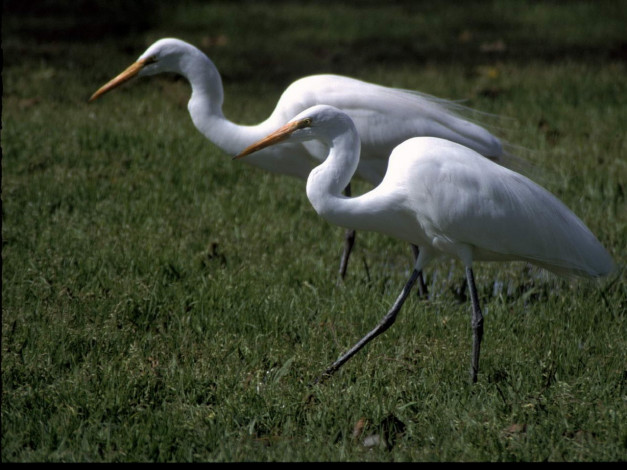 Обои картинки фото животные, цапли