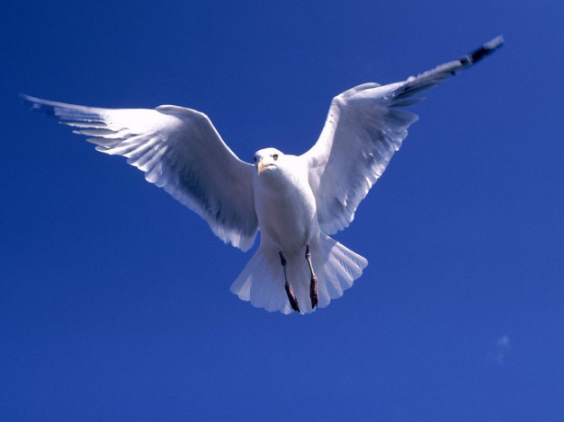 Обои картинки фото животные, Чайки, бакланы, крачки