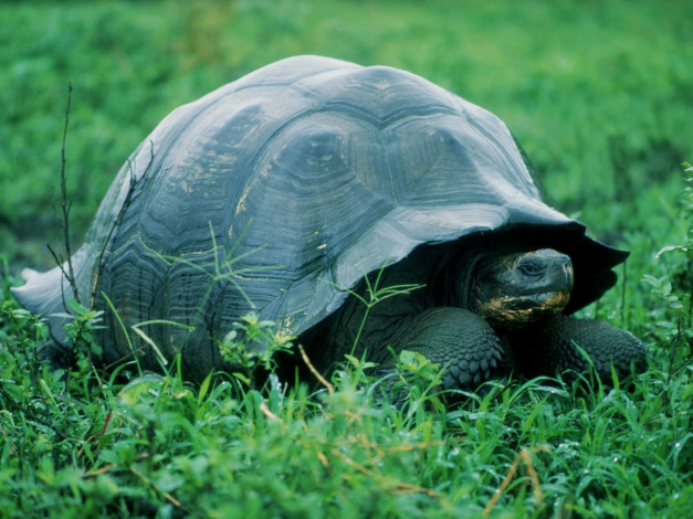 Обои картинки фото животные, Черепахи