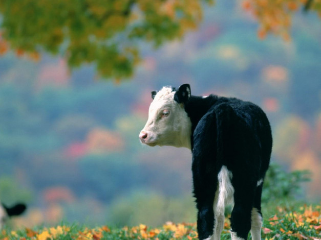 Обои картинки фото животные, коровы, буйволы