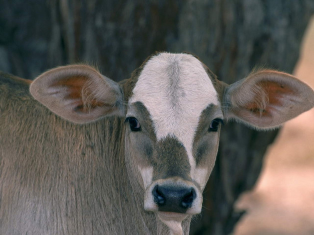 Обои картинки фото животные, коровы, буйволы