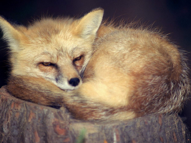 Обои картинки фото животные, лисы