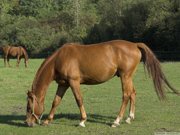 Обои картинки фото животные, лошади