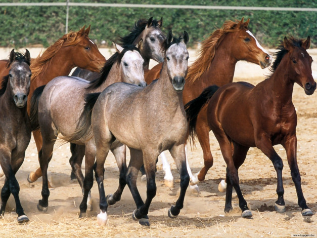 Обои картинки фото животные, лошади