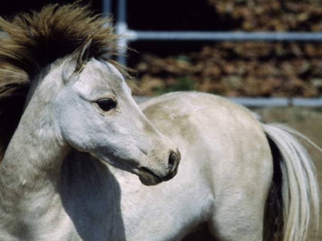 Обои картинки фото животные, лошади
