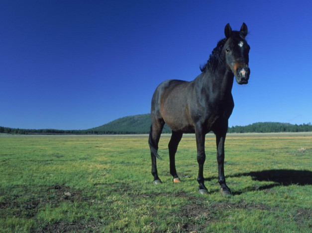 Обои картинки фото животные, лошади