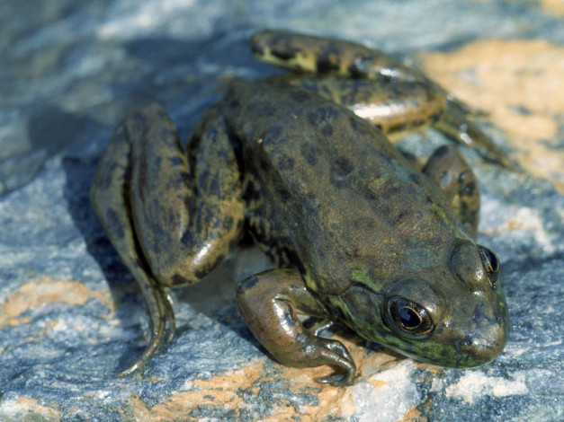 Обои картинки фото животные, лягушки