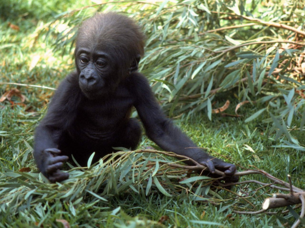 Обои картинки фото животные, обезьяны