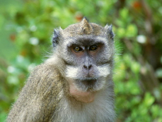 Обои картинки фото животные, обезьяны