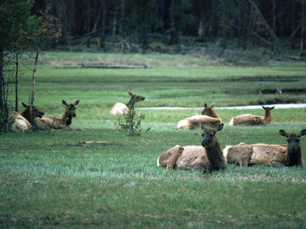 Обои картинки фото животные, олени
