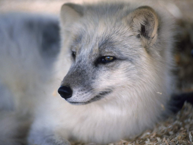 Обои картинки фото животные, песцы