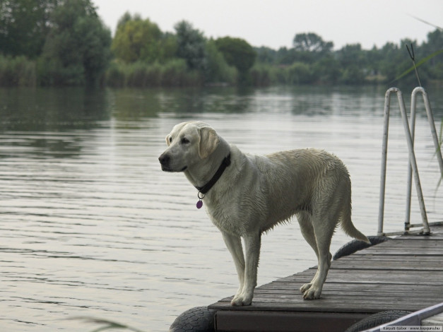 Обои картинки фото животные, собаки