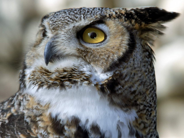 Обои картинки фото животные, совы