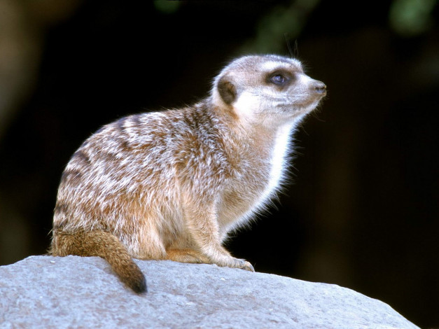 Обои картинки фото животные, сурикаты