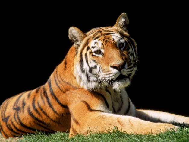 Обои картинки фото животные, тигры