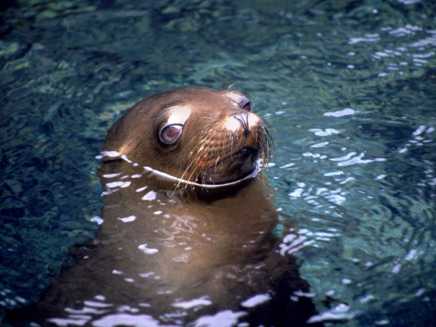 Обои картинки фото животные, тюлени, морские, львы, котики