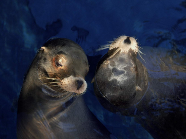 Обои картинки фото животные, тюлени, морские, львы, котики
