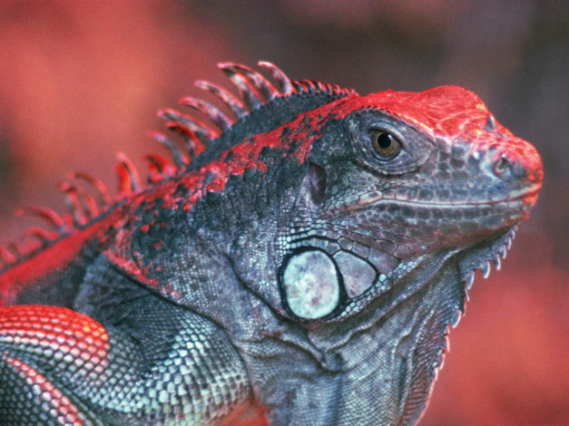 Обои картинки фото животные, Ящерицы, игуаны, вараны