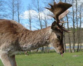 Картинка животные олени