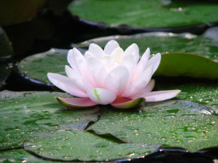 Картинка цветы лилии водяные нимфеи кувшинки