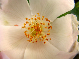 Картинка цветы шиповник