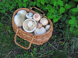 Картинка еда грибы грибные блюда