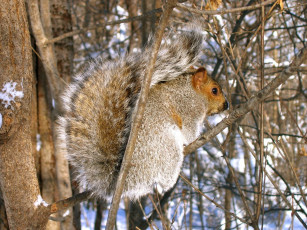 Картинка животные белки