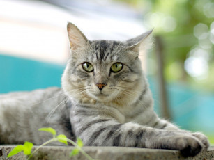 Картинка животные коты