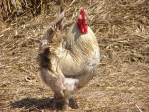 Картинка животные куры петухи