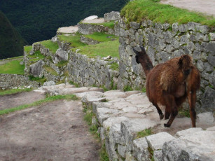 Картинка животные ламы