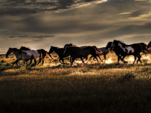 Картинка животные лошади