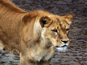 Картинка животные львы