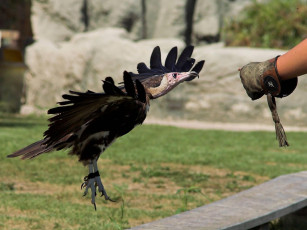 Картинка животные птицы хищники