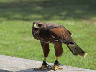 Картинка животные птицы хищники