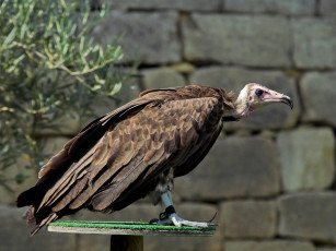 Картинка животные птицы хищники