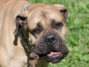 Картинка животные собаки