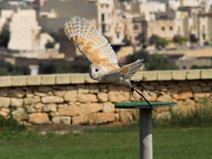 Картинка животные совы