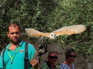 Картинка животные совы