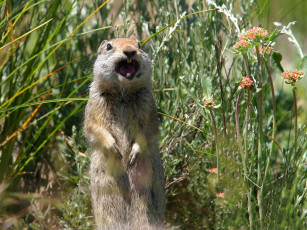 Картинка животные суслики сурки