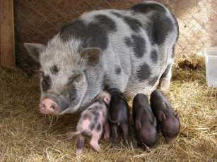 Картинка животные свиньи кабаны