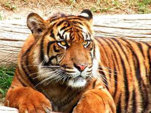 Картинка животные тигры