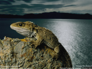 Картинка животные Ящерицы игуаны вараны