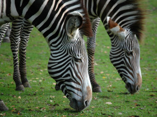 Картинка животные зебры