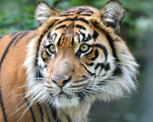 Обои картинки фото животные, тигры