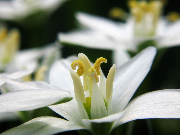 Обои картинки фото цветы